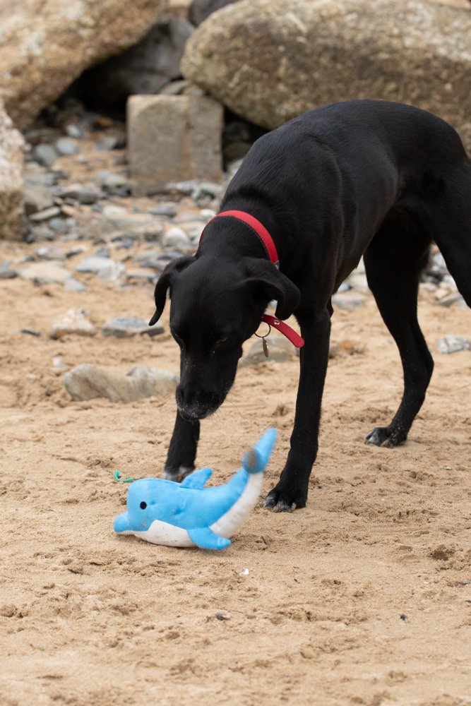 PETFACE PLANET DEVI DOLPHIN PLUSH DOG TOY