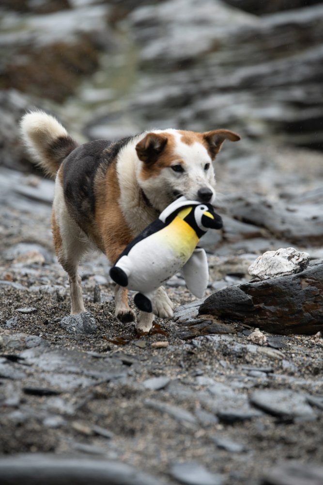 PETFACE PLANET PANUK PENGUIN PLUSH DOG TOY