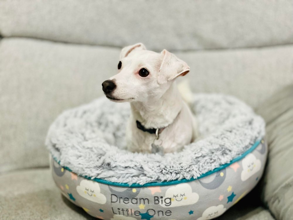 LITTLE PETFACE CAT DONUT BED