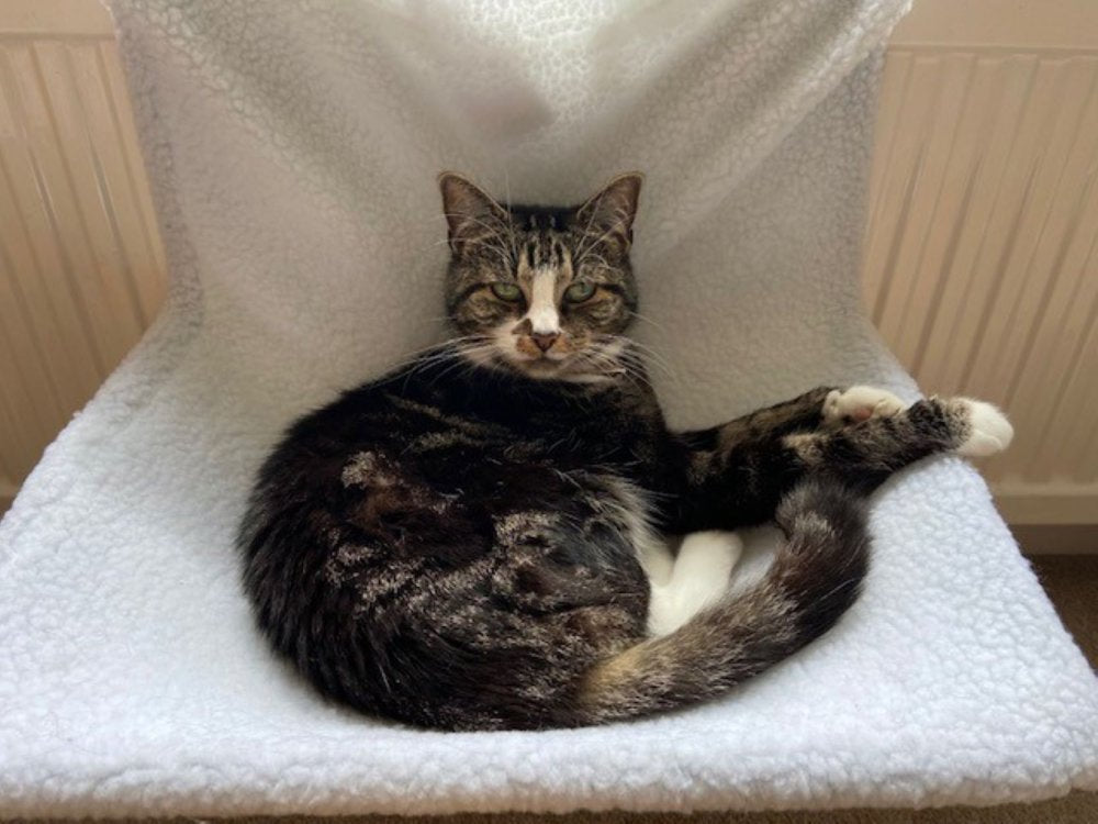 CAT RADIATOR BED