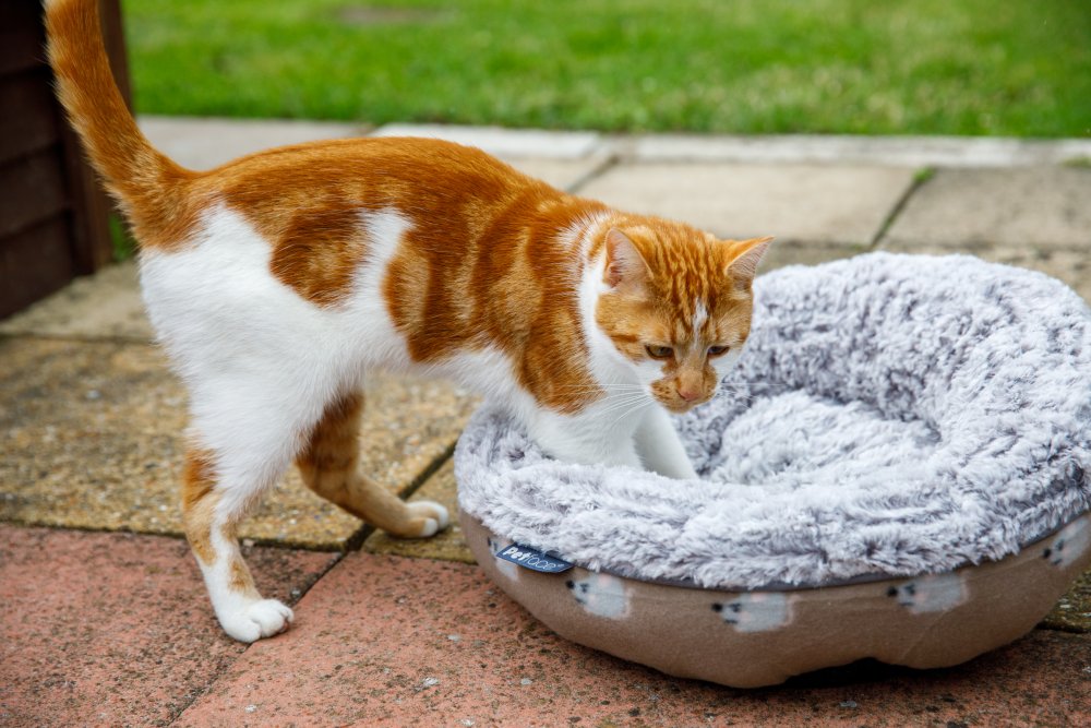 ANGRY MOUSE CAT DONUT BED