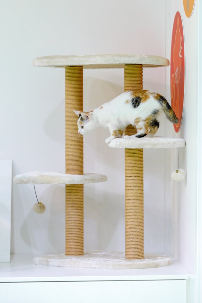 CAT MULTI TIER REST STATION CREAM