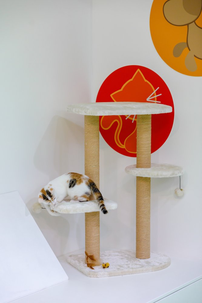 CAT MULTI TIER REST STATION CREAM