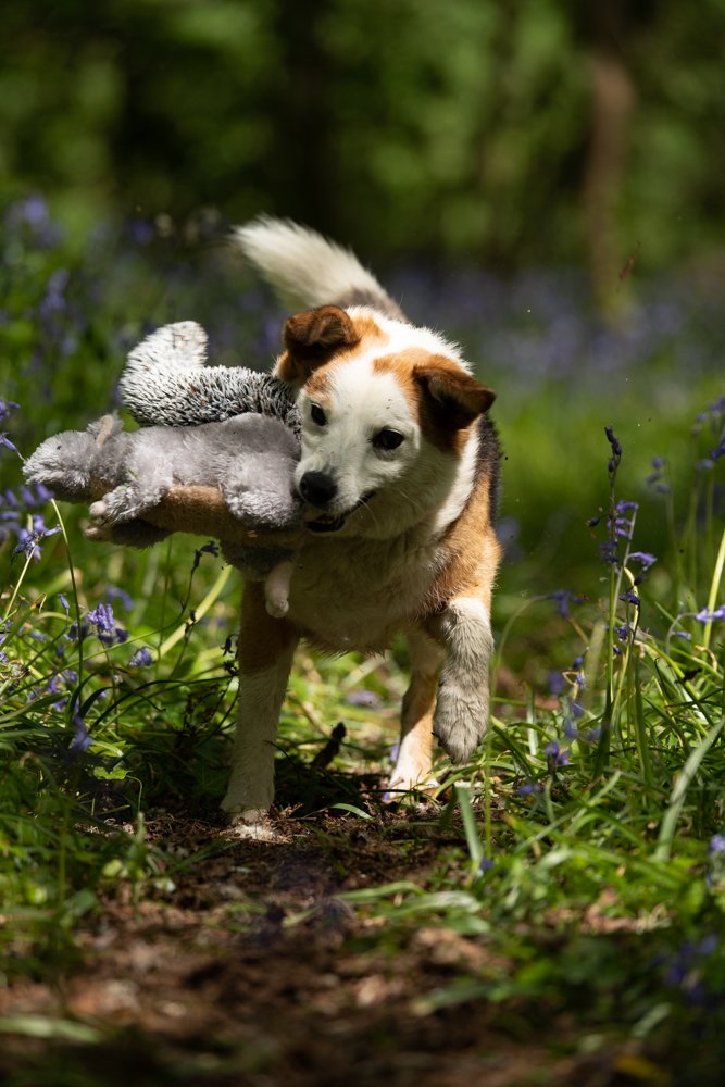 CYRIL SQUIRREL PLUSH DOG TO