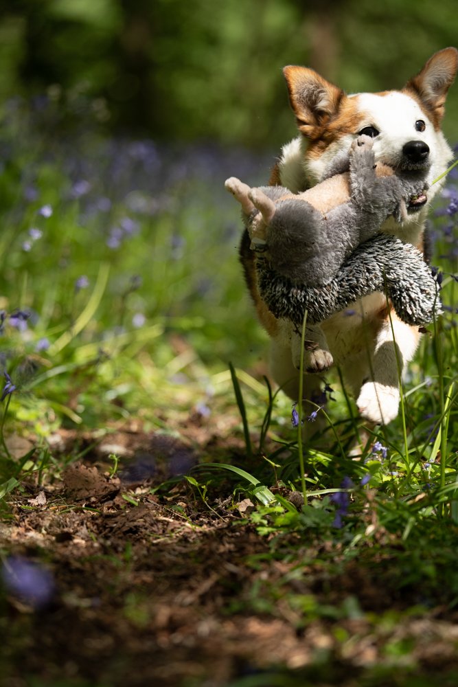 CYRIL SQUIRREL PLUSH DOG TO