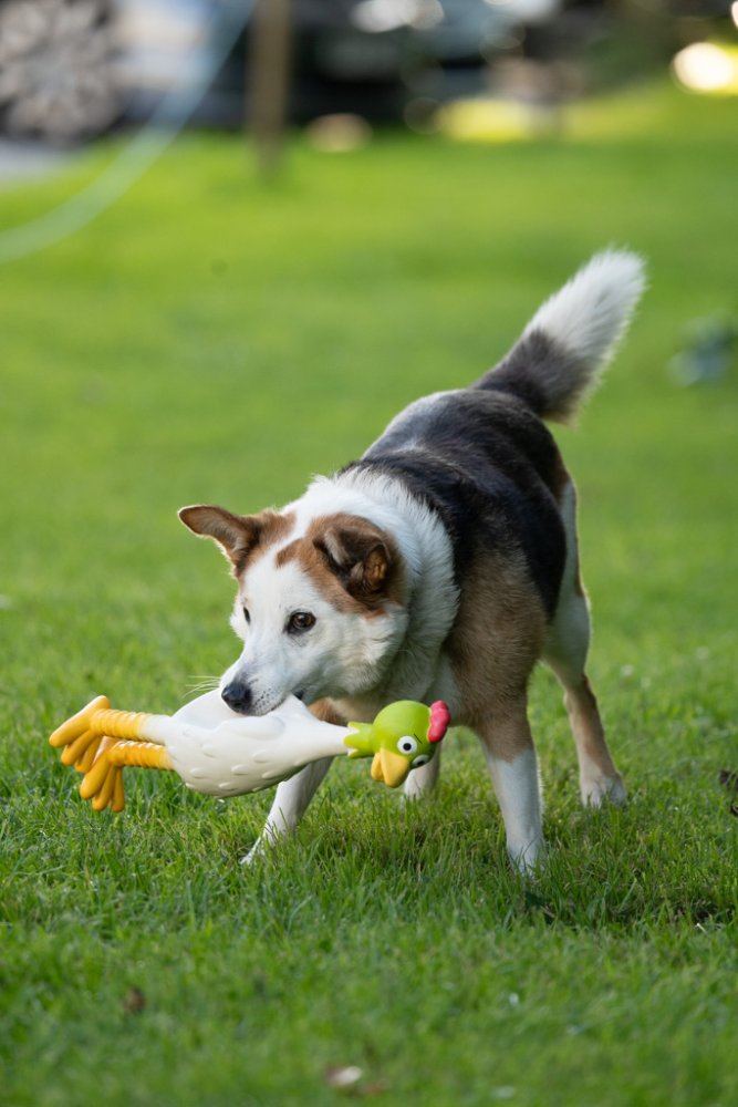 LATEX STANDING CHICKEN DOG TOY LRG