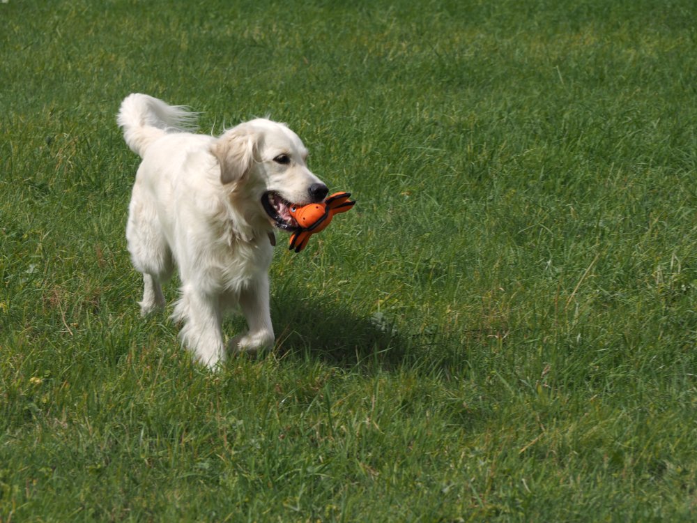 SERIOUSLY STRONG NOBBLY CROCODILE DOG TOY