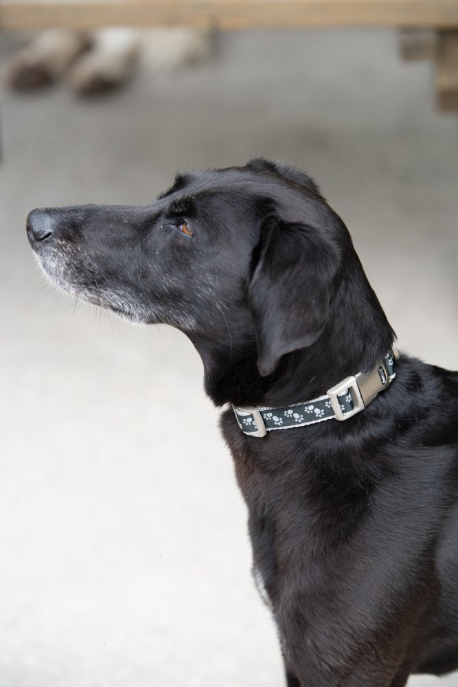 PADDED DOG COLLAR BLACK PAWS SML