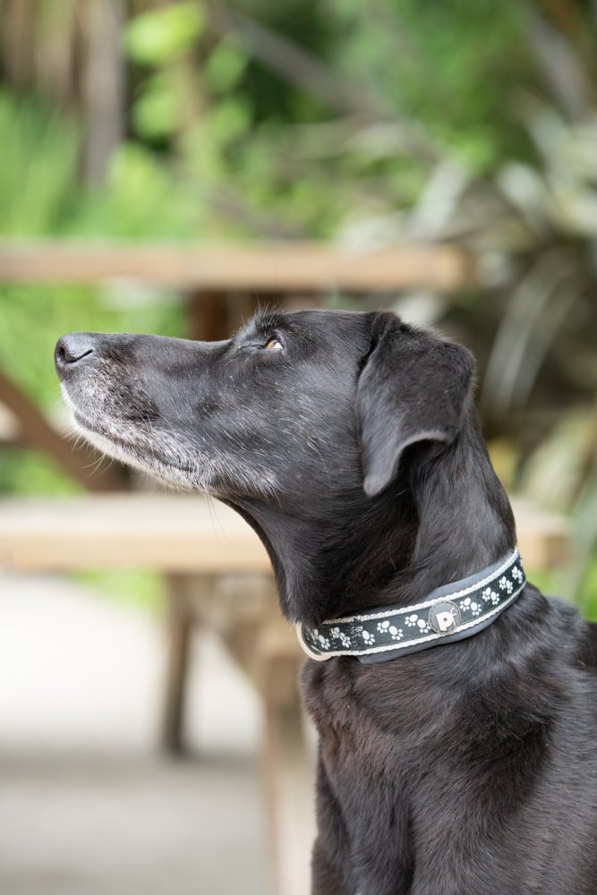 PADDED DOG COLLAR BLACK PAWS SML