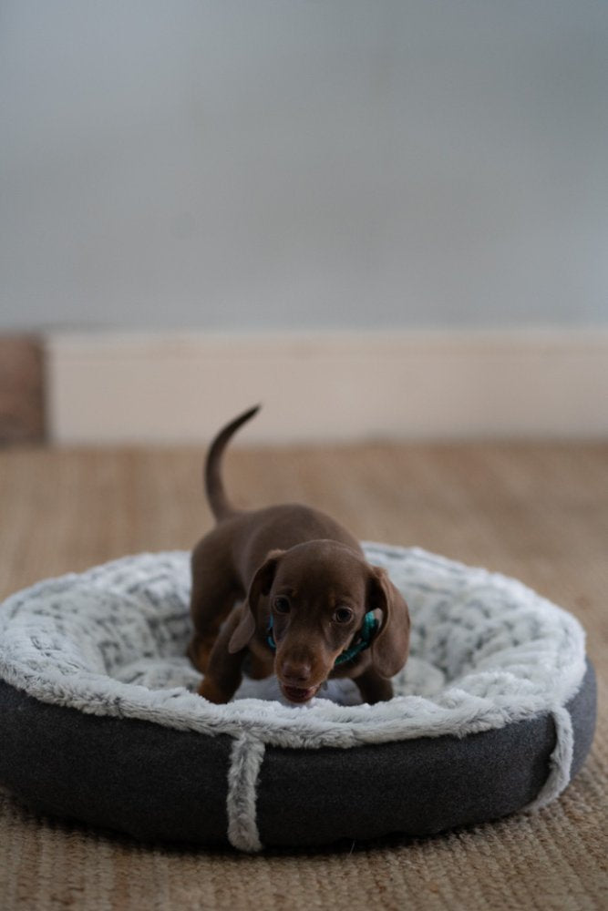 GRAPHITE GREY FELT DONUT PET BED