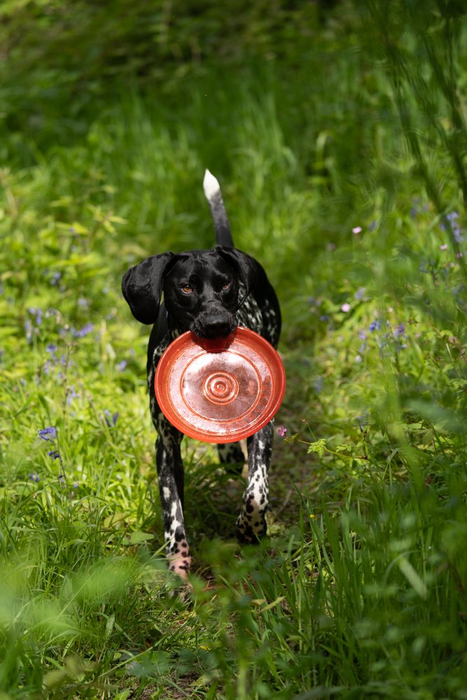 TOYZ TPR FRISBEE DOG TOY