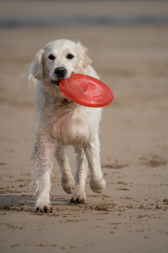 TOYZ TPR FRISBEE DOG TOY