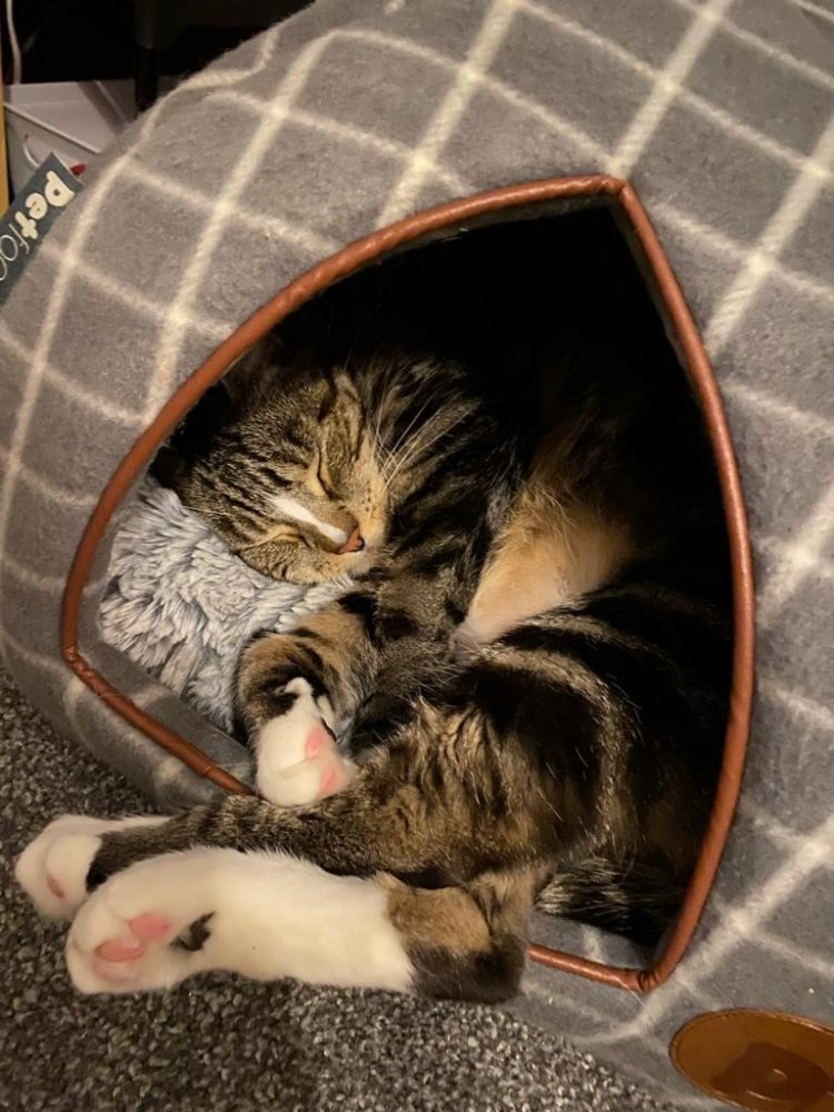 GREY WINDOW PANE CHECK IGLOO CAT BED