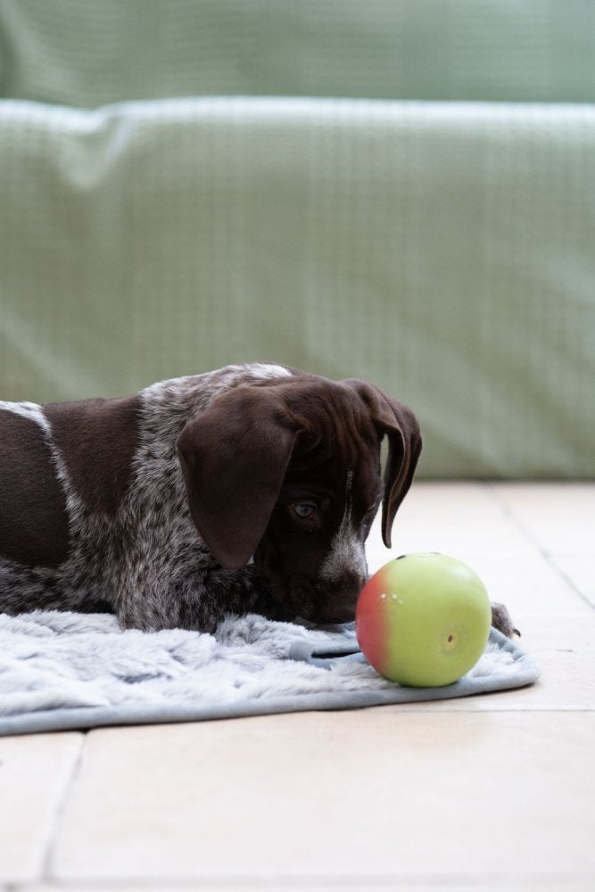 FOODIE FACES LATEX APPLE DOG TOY SML