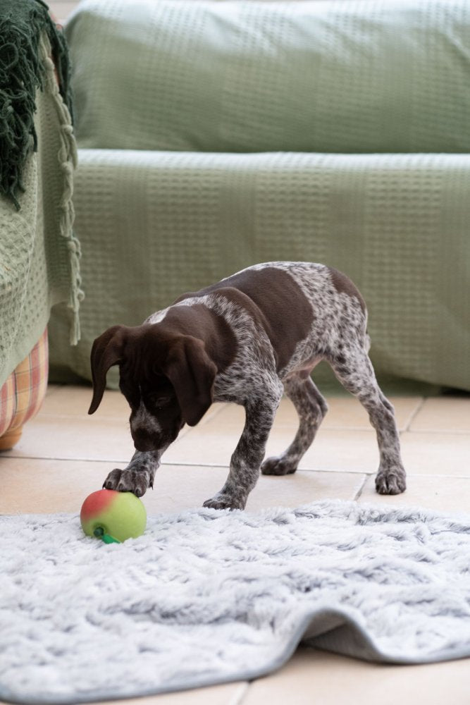 FOODIE FACES LATEX APPLE DOG TOY SML