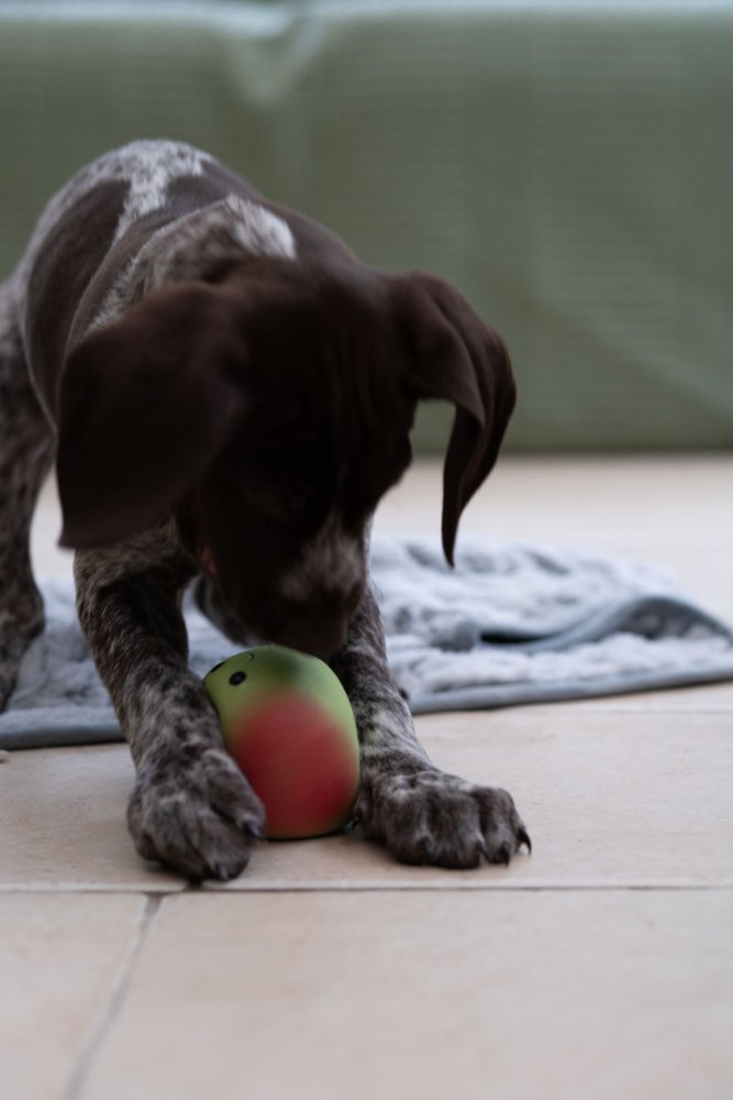 FOODIE FACES LATEX APPLE DOG TOY SML