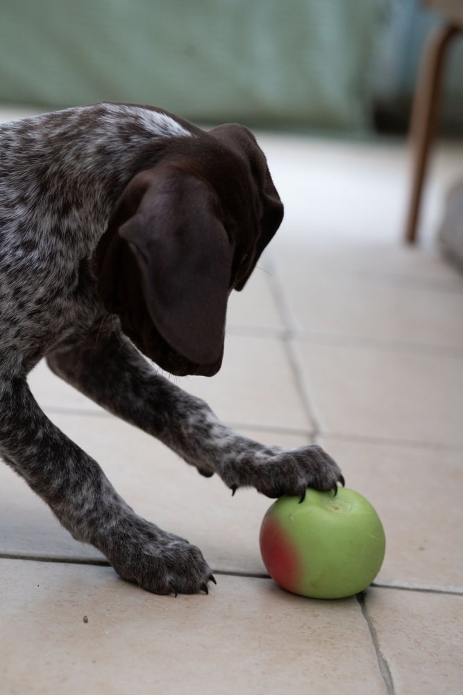 FOODIE FACES LATEX APPLE DOG TOY SML