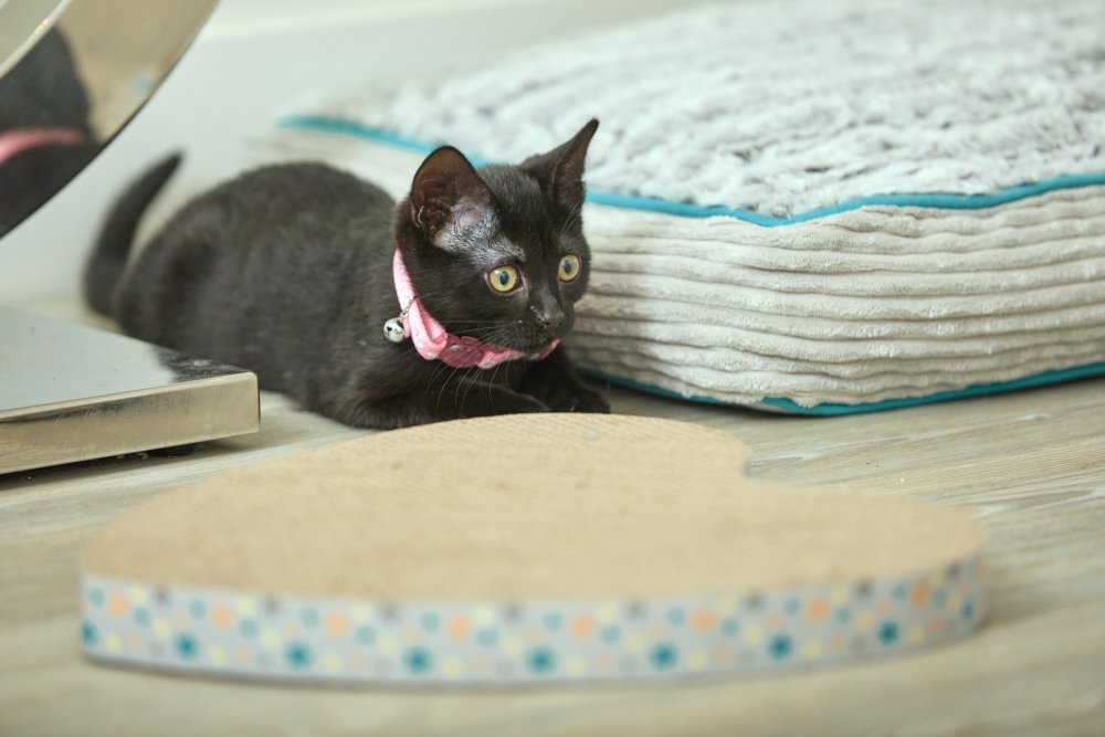 LITTLE PETFACE CARDBOARD HEART CAT SCRATCHER