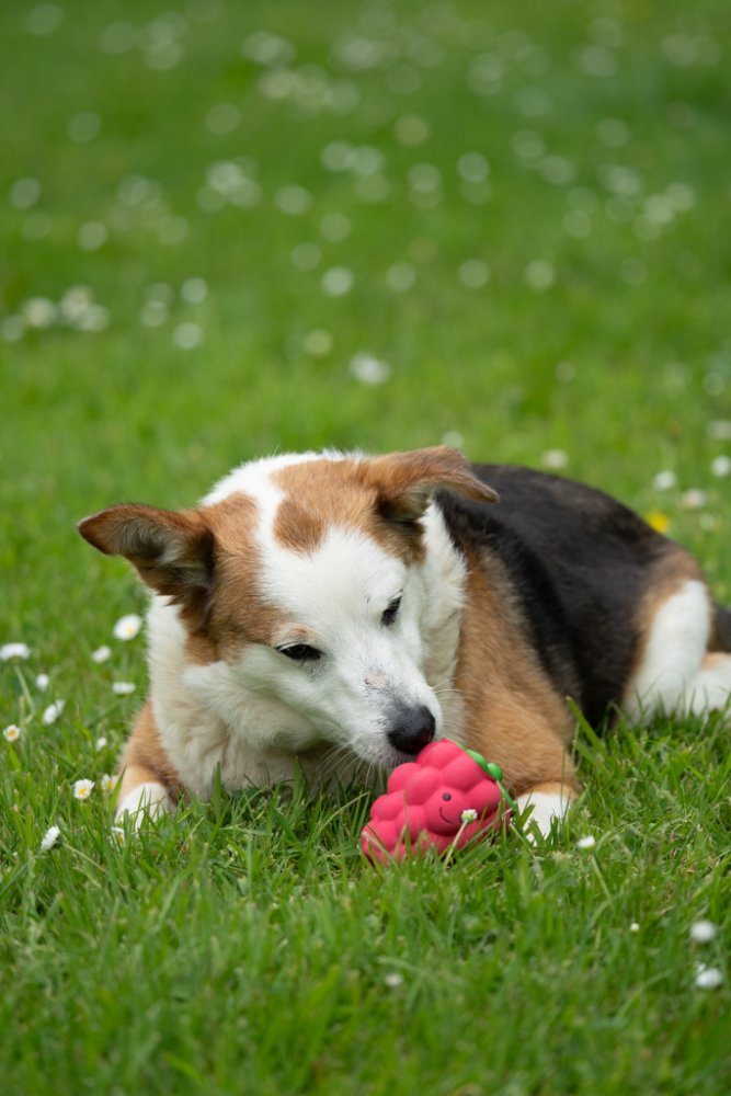 FOODIE FACES LATEX RASPBERRY DOG TOY SML