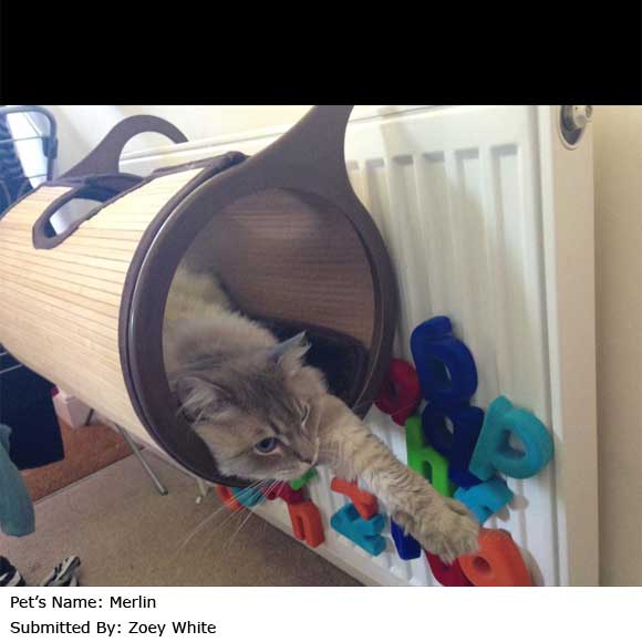 Jolly Moggy Bamboo Radiator Cat Bed