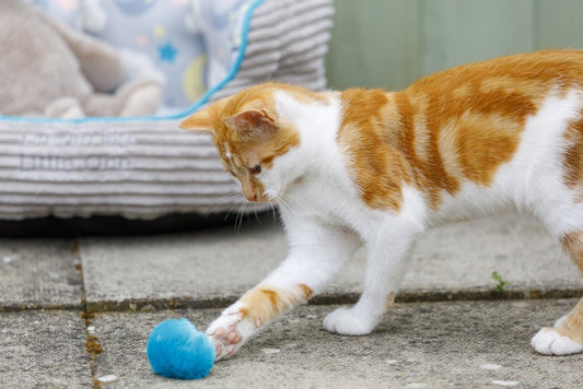 LITTLE PETFACE POM POMS CAT TOY