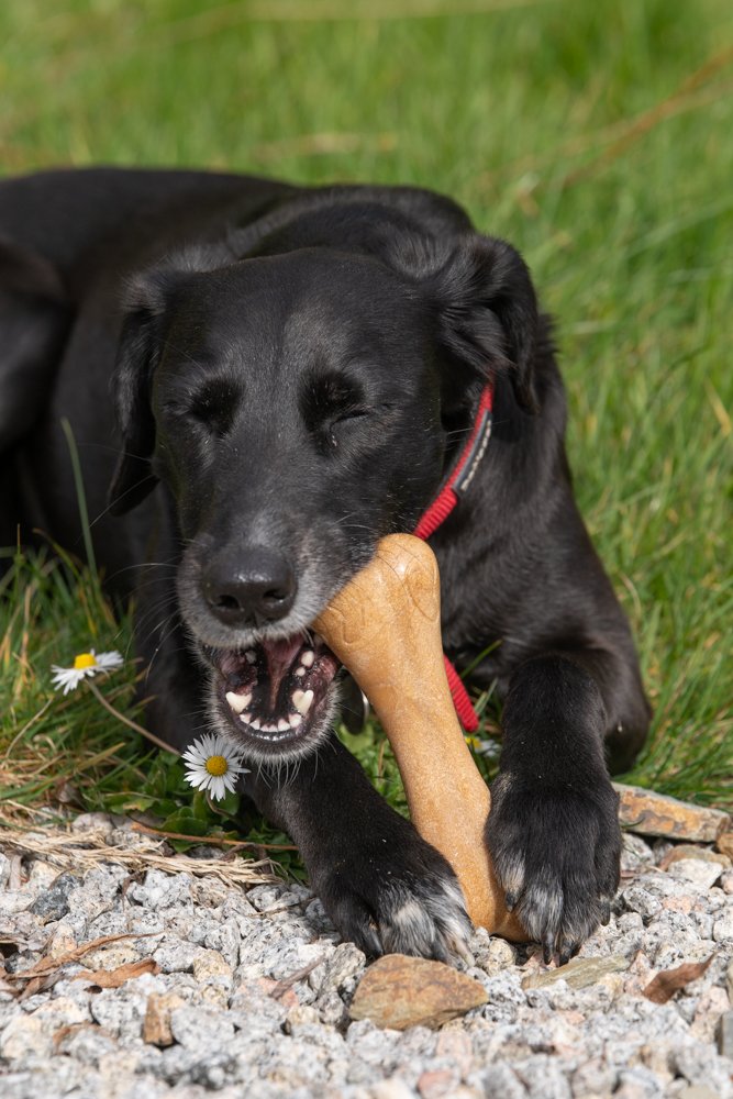 PETFACE PLANET BONE SHAPED DOG CHEW