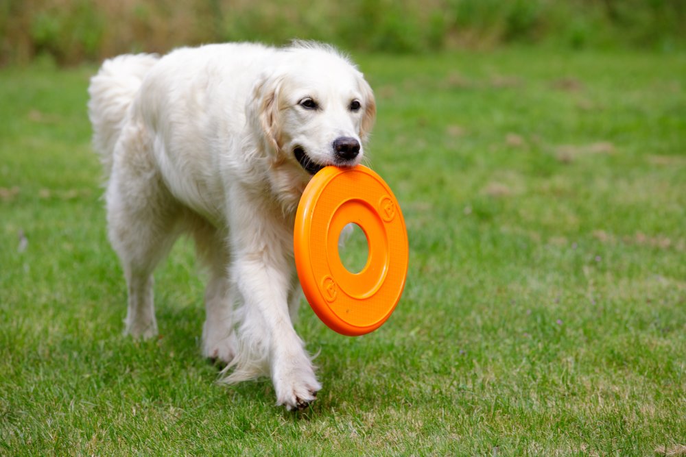SERIOUSLY STRONG FLYER DOG TOY
