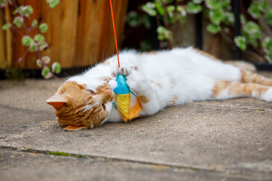 RAINBOW FISH SUPER TEASER CAT TOY