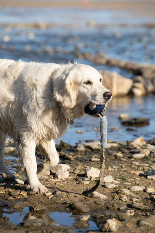 OUTDOOR PAWS AQUA STRETCHY BALL THROWER DOG TOY