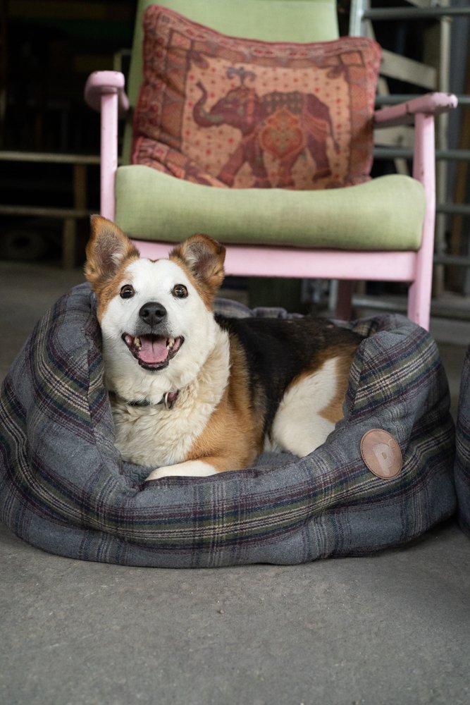 GREY TWEED OVAL PET BED MED