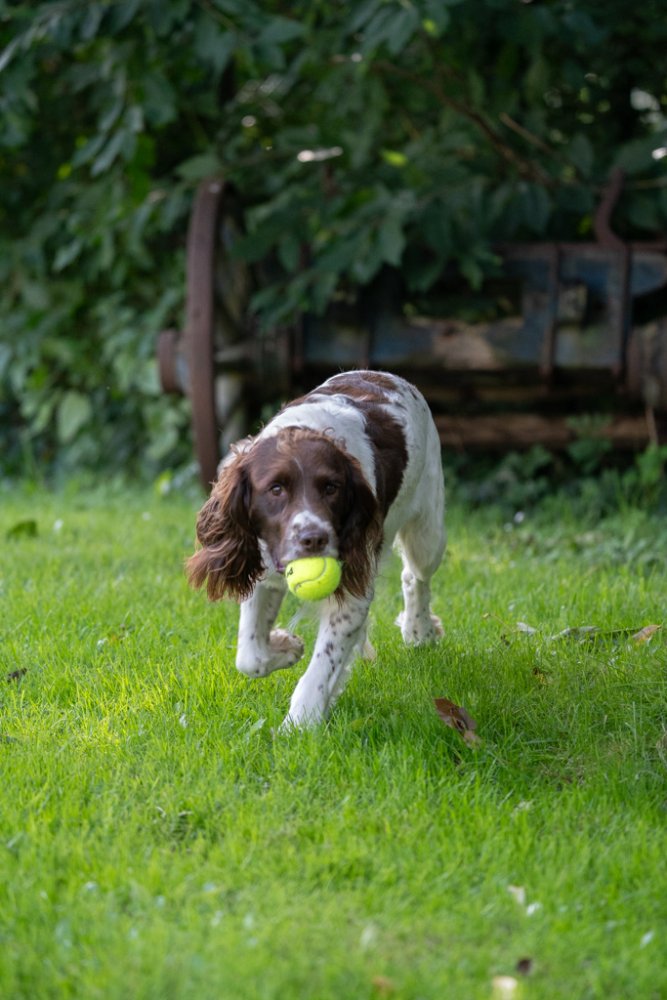 3 PACK TENNIS BALLS DOG TOY