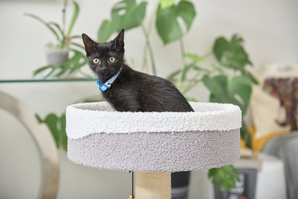 TEDDY FLEECE CAT HIDE WITH SCRATCH POST AND PLATFORM BED