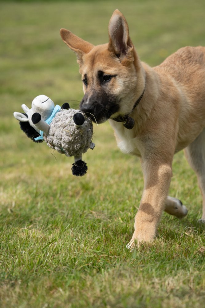 PETFACE BUDDIES DUMPY DONKEY PLUSH DOG TOY